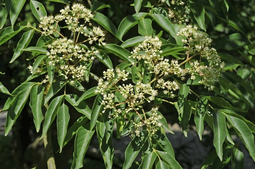 Bijenboom, Struik (Tetradium Daniellii) - Afbeelding 2