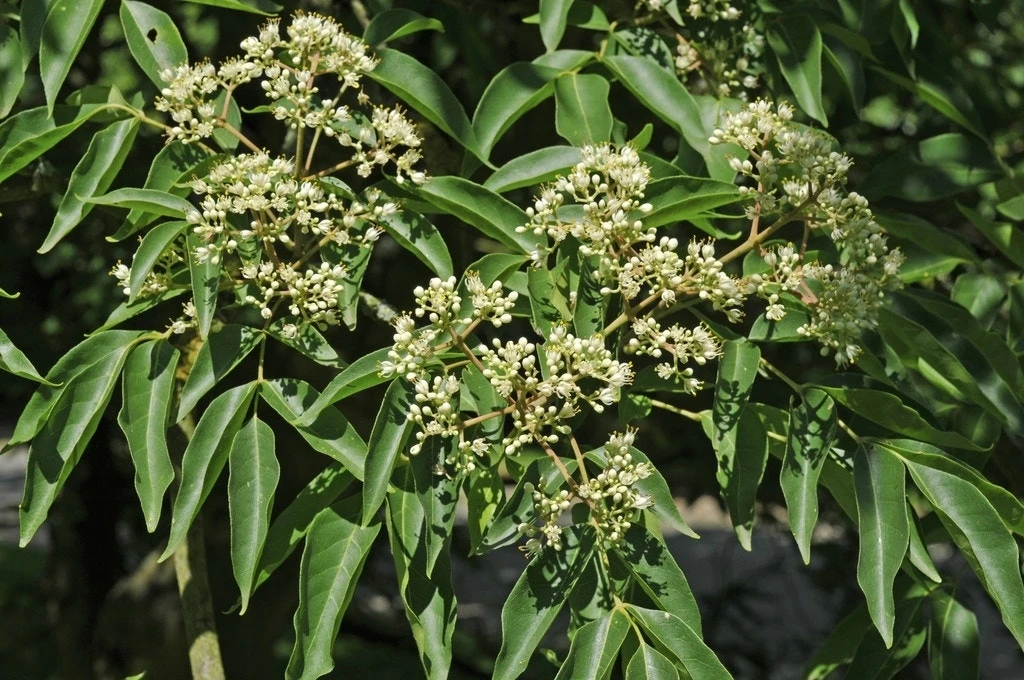 Bijenboom (Tetradium Daniellii)