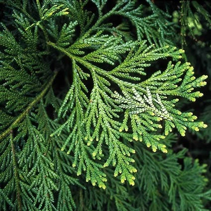 Thujopsis (Thujopsis Dolabrata)