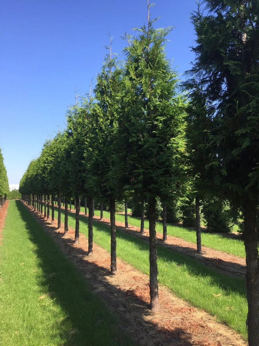 Haagconifeer Op Stam (Thuja Plicata 'Excelsa') - Afbeelding 2
