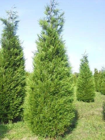 Levensboom (Thuja Plicata 'Atrovirens')