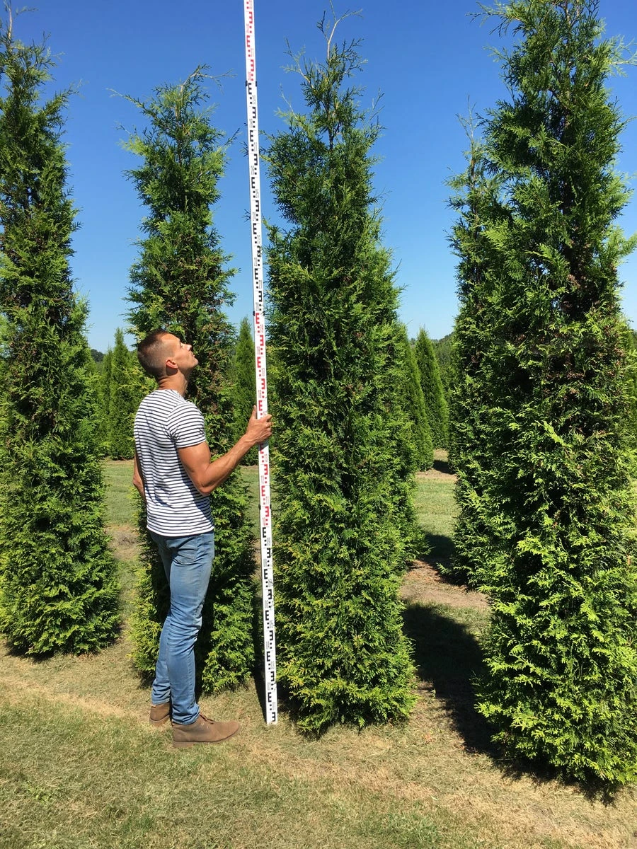 Grote Groene Haagconifeer (Thuja Occidentalis 'Brabant') - Afbeelding 2