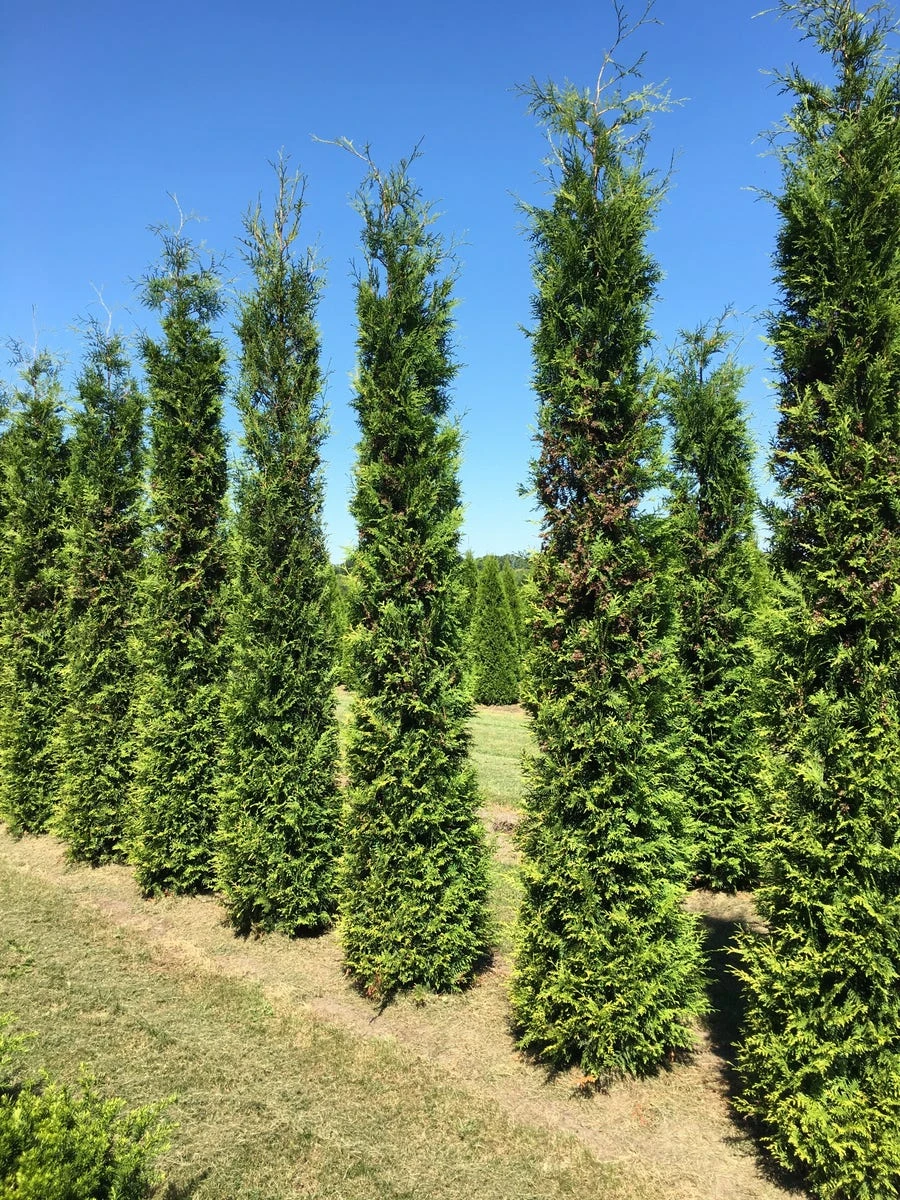 Grote Groene Haagconifeer (Thuja Occidentalis 'Brabant') - Afbeelding 3