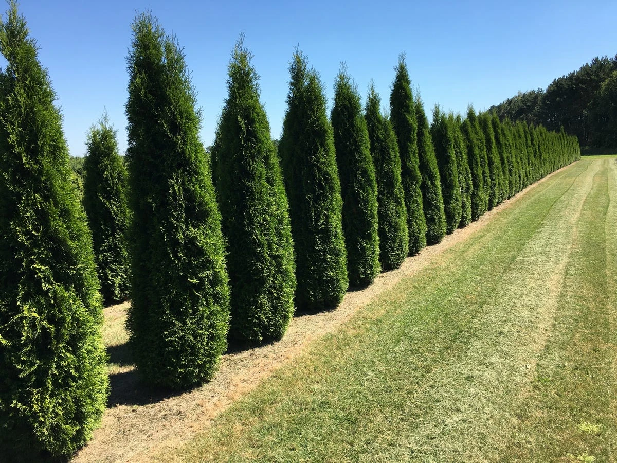 Grote Westerse Levensboom (Thuja Occidentalis 'Smaragd')