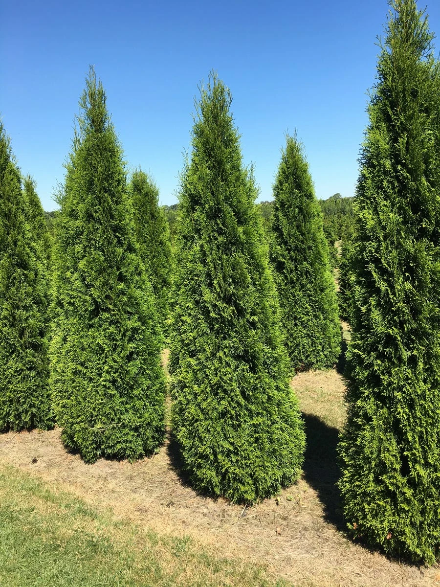Grote Westerse Levensboom (Thuja Occidentalis 'Smaragd') - Afbeelding 4