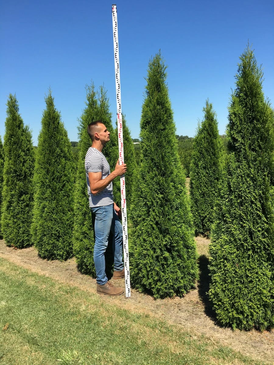 Grote Westerse Levensboom (Thuja Occidentalis 'Smaragd') - Afbeelding 3