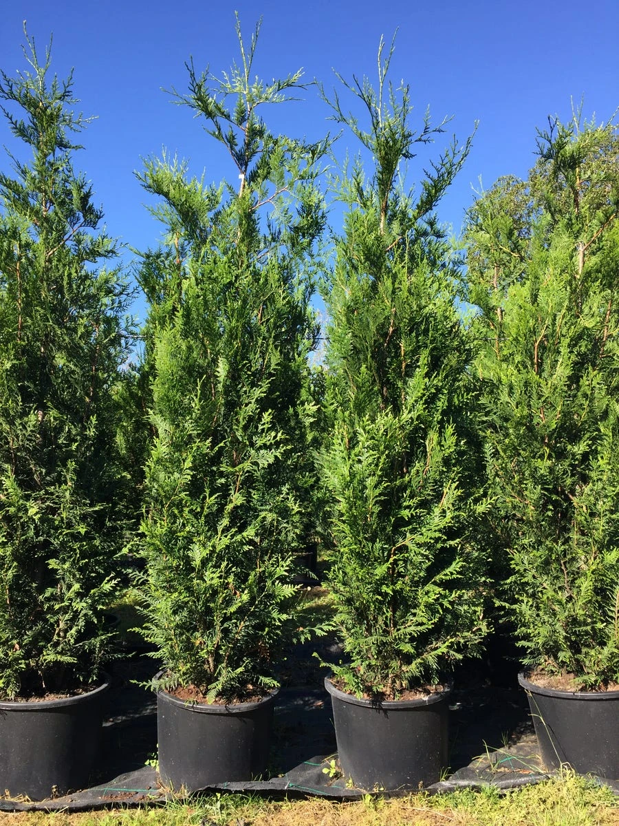Grote Levensboom (Thuja Plicata 'Atrovirens') - Afbeelding 5