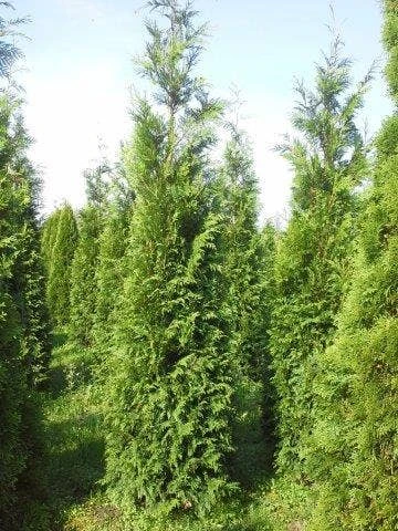 Levensboom (Thuja Plicata 'Atrovirens') - Afbeelding 6