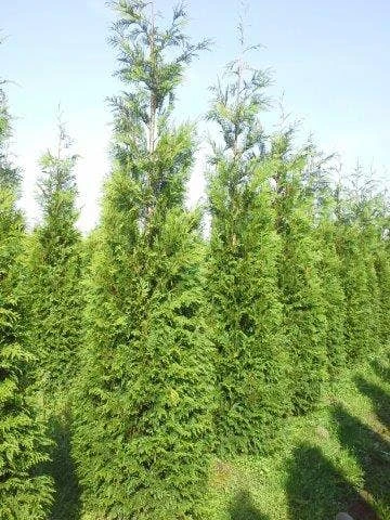 Levensboom (Thuja Plicata 'Atrovirens') - Afbeelding 7