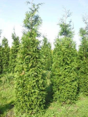 Levensboom (Thuja Plicata 'Martin') - Afbeelding 7