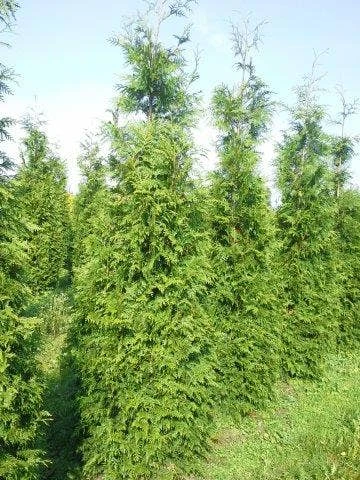 Levensboom (Thuja Plicata 'Martin') - Afbeelding 10