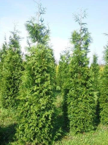Levensboom (Thuja Plicata 'Martin') - Afbeelding 9