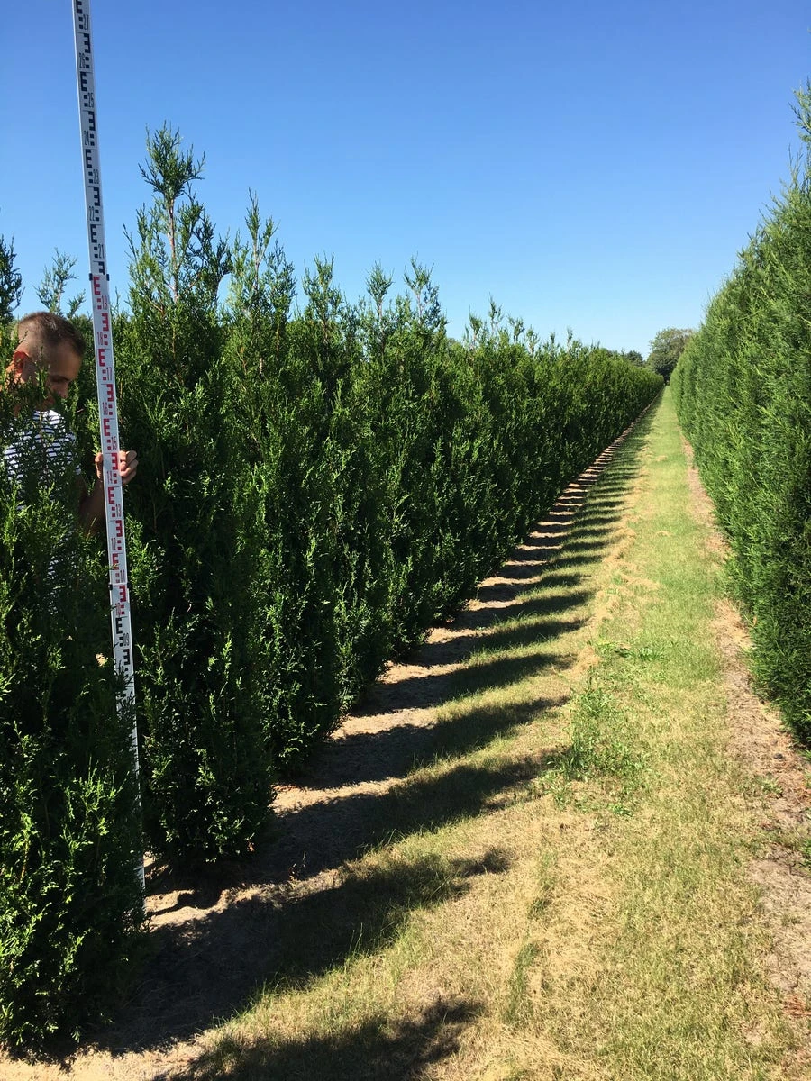 Grote Levensboom (Thuja Plicata 'Atrovirens') - Afbeelding 3