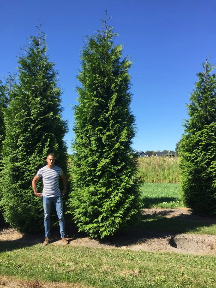 Grote Levensboom (Thuja Plicata 'Atrovirens') - Afbeelding 4