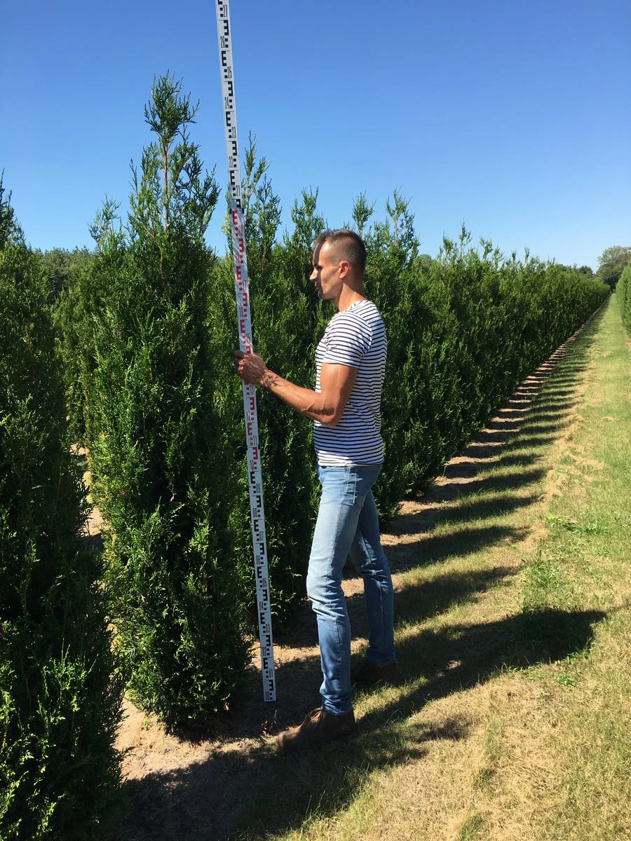 Grote Levensboom (Thuja Plicata 'Atrovirens') - Afbeelding 2