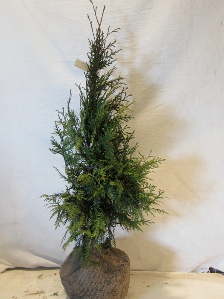 Levensboom (Thuja Plicata 'Martin') - Afbeelding 11