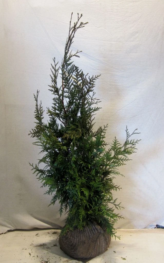 Levensboom (Thuja Plicata 'Martin') - Afbeelding 12