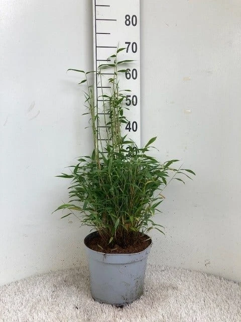 Niet Woekerende Bamboe (Fargesia Murieliae 'Tiny') - Afbeelding 2