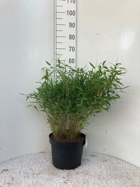 Niet Woekerende Bamboe (Fargesia Murieliae 'Tiny') - Afbeelding 3