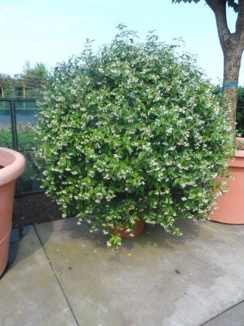 Toscaanse Jasmijn, Bolvorm (Trachelospermum Jasminoides ) - Afbeelding 2