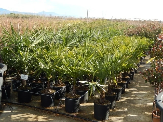 Winterharde Palm Meerstammig (Trachycarpus Fortunei) - Afbeelding 5