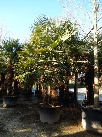 Winterharde Palm Meerstammig (Trachycarpus Fortunei) - Afbeelding 4