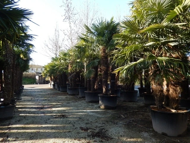 Winterharde Palm Meerstammig (Trachycarpus Fortunei) - Afbeelding 3