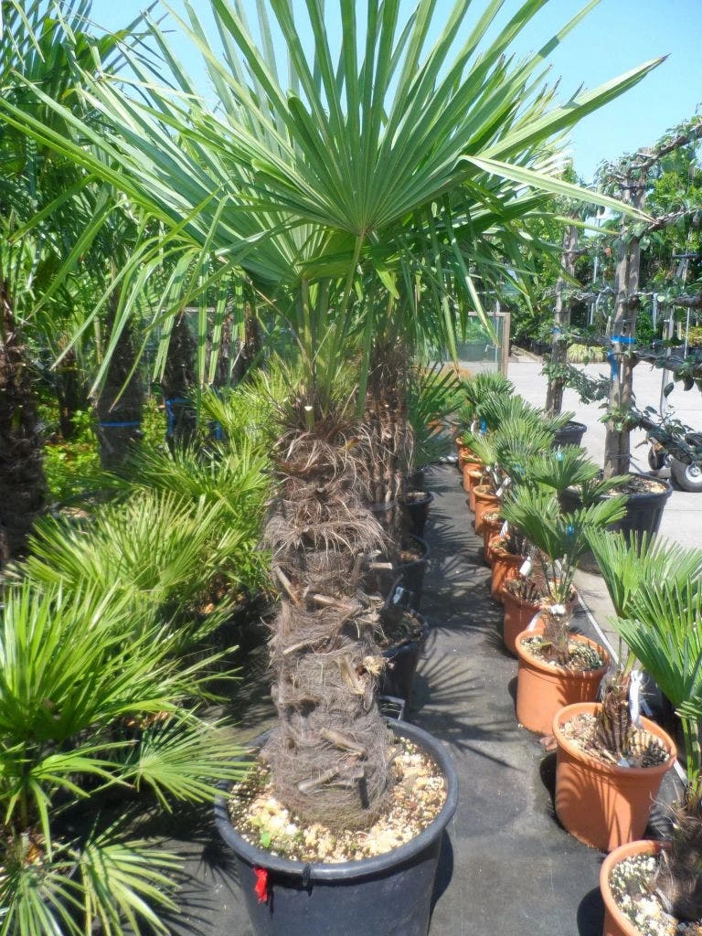 Winterharde Palm (Trachycarpus Fortunei) - Afbeelding 5