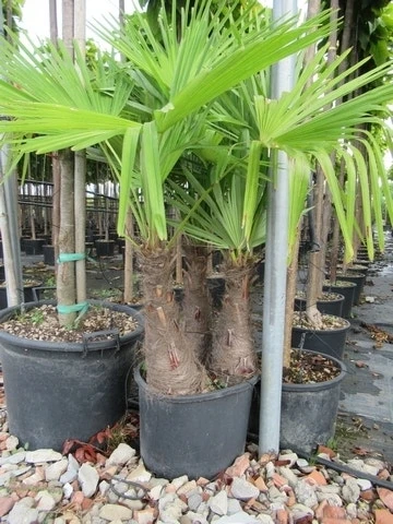 Winterharde Palm Meerstammig (Trachycarpus Fortunei) - Afbeelding 8