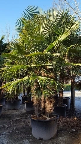 Winterharde Palm Meerstammig (Trachycarpus Fortunei) - Afbeelding 6