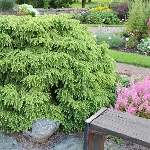 Tsuga (Tsuga Canadensis 'Jeddeloh') - Afbeelding 2