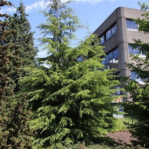 Westelijke Hemlockspar (Tsuga Heterophylla) - Afbeelding 5