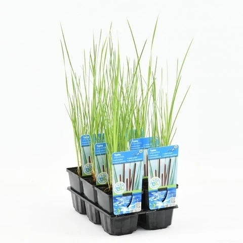 Kleine Lisdodde (Typha Angustifolia) - Afbeelding 2