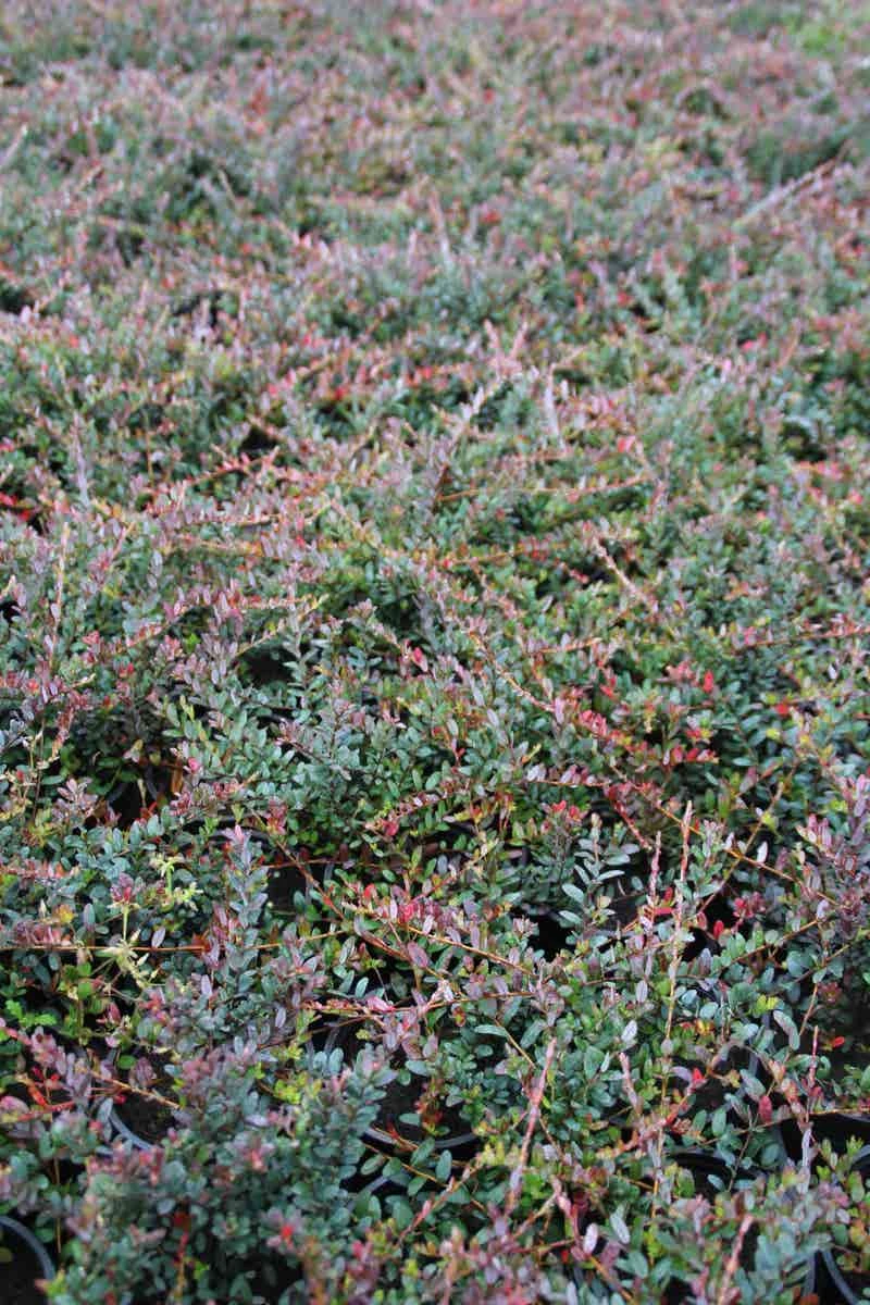 Veenbes (Vaccinium Macrocarpon Cranberry) - Afbeelding 4
