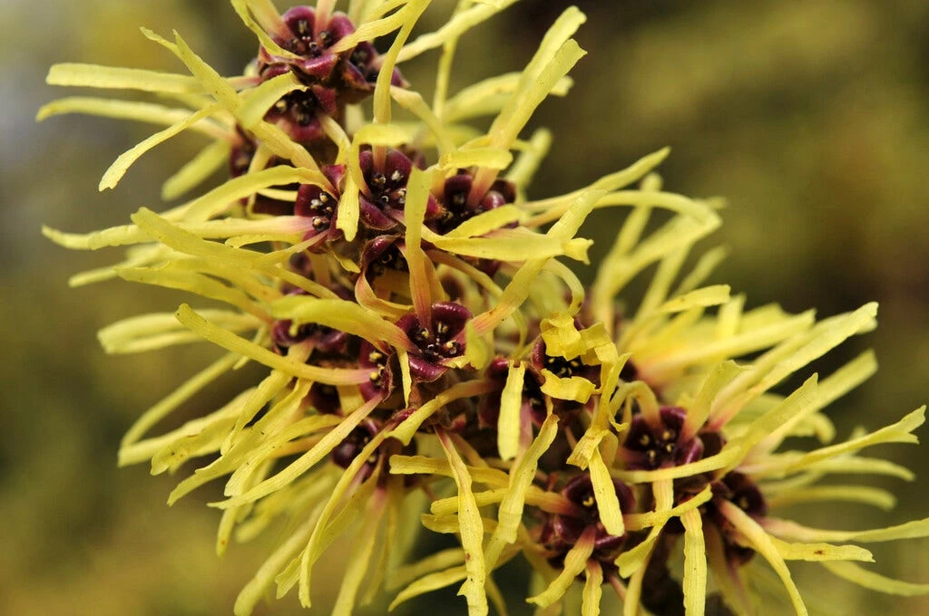 Toverhazelaar (Hamamelis Mollis) - Afbeelding 3