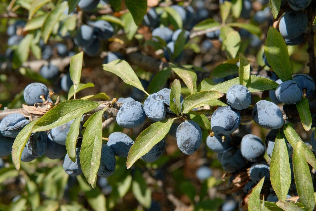 Ondoordringbare Haag, Hoog - Afbeelding 2