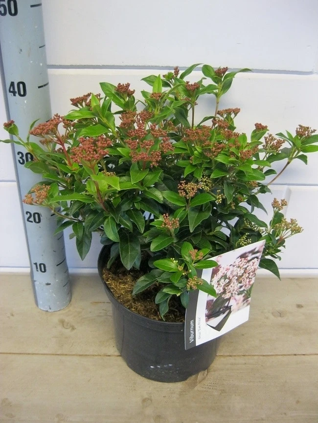 Groenblijvende Sneeuwbal (Viburnum Tinus 'Eve Price') - Afbeelding 11