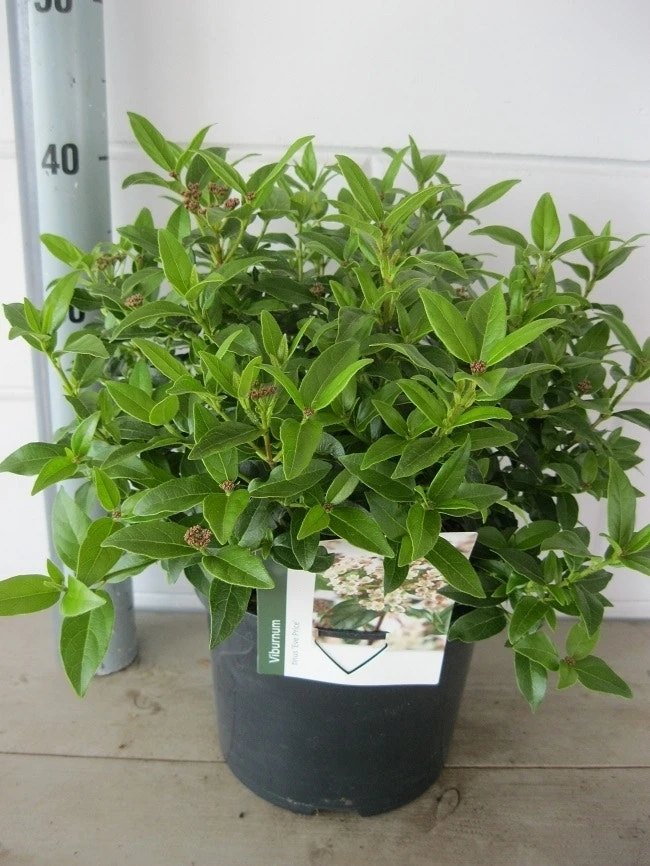 Groenblijvende Sneeuwbal (Viburnum Tinus 'Eve Price') - Afbeelding 10