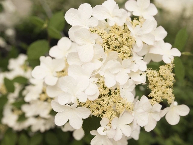 Japanse Sneeuwbal (Viburnum Plicatum 'Kilimandjaro Sunrise') - Afbeelding 3