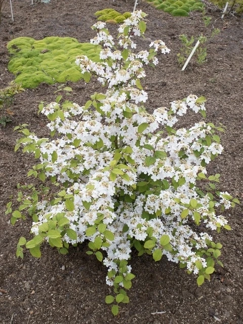 Japanse Sneeuwbal (Viburnum Plicatum 'Kilimandjaro Sunrise') - Afbeelding 4