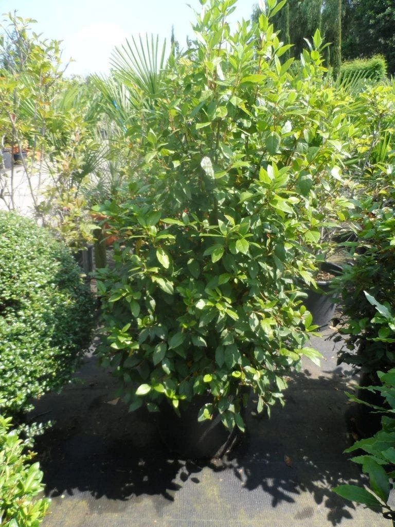 Groenblijvende Sneeuwbal (Viburnum Tinus 'Eve Price') - Afbeelding 14