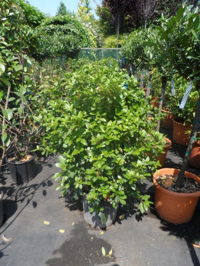 Groenblijvende Sneeuwbal (Viburnum Tinus 'Eve Price') - Afbeelding 13