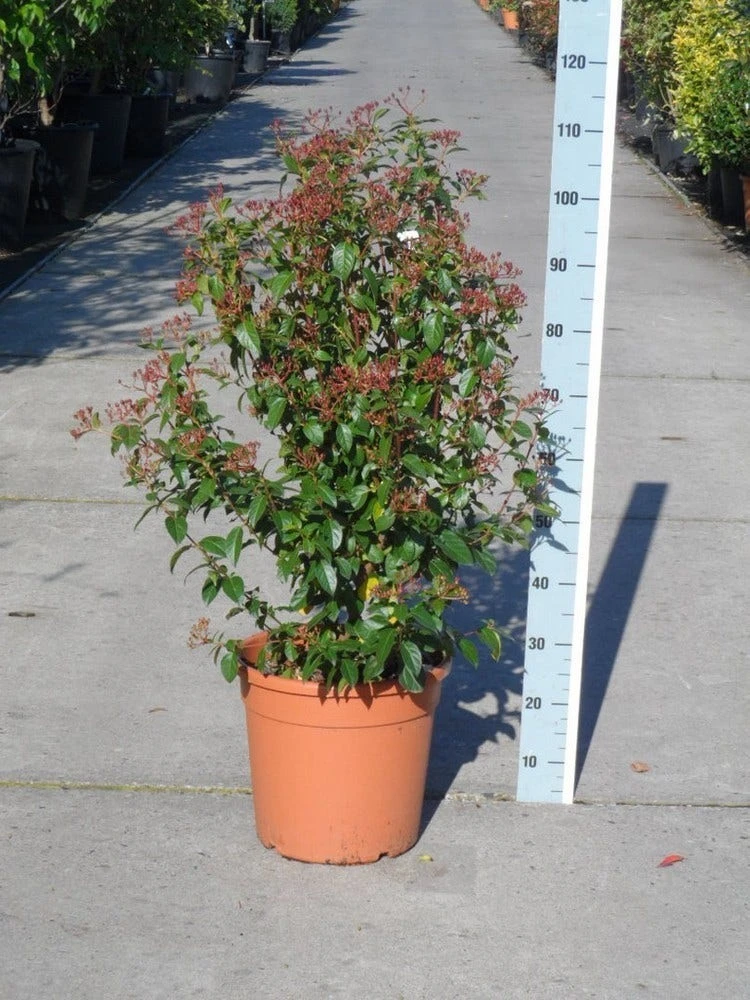 Groenblijvende Sneeuwbal (Viburnum Tinus 'Eve Price') - Afbeelding 8