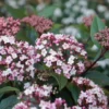 Sneeuwbal (Viburnum Tinus 'Spirit')