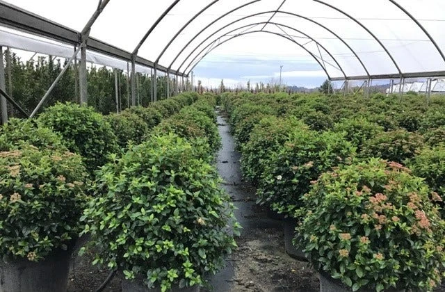 Sneeuwbal Als Bolvorm (Viburnum Tinus 'Eve Price') - Afbeelding 4