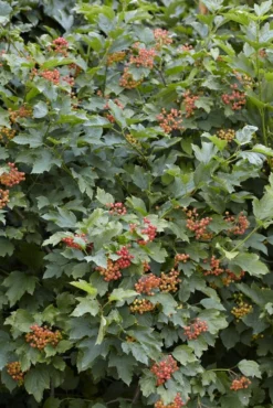 Vogelvriendelijke Haag