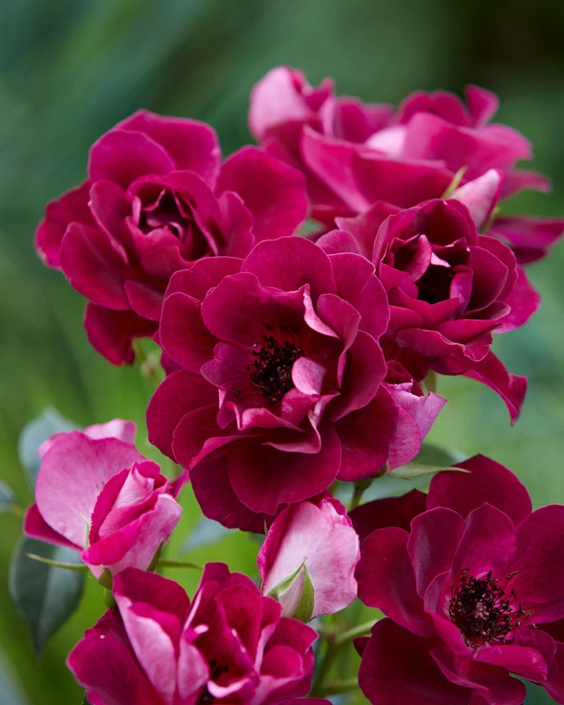 Trosroos (Rosa 'Burgundy Ice') - Afbeelding 2
