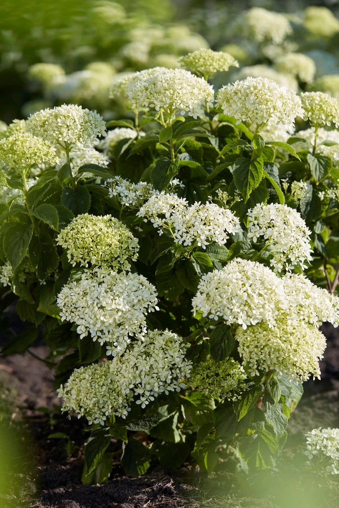 Hortensia (Hydrangea 'BellaRagazza Limetta')