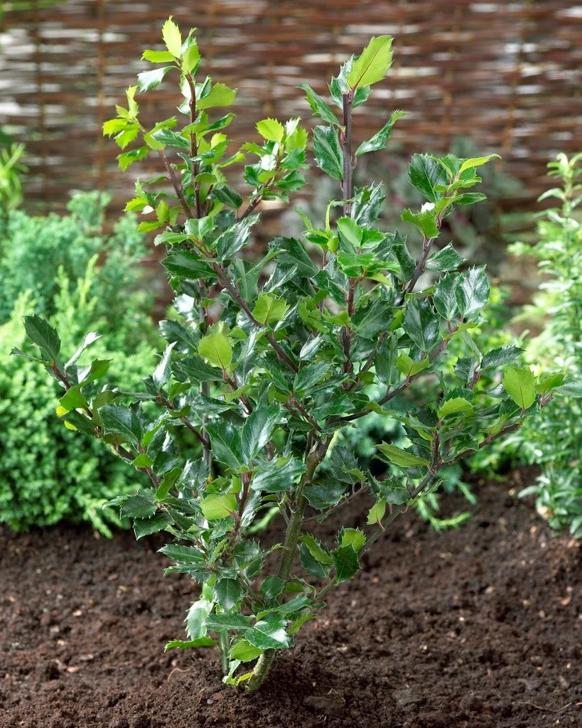 Blauwe Hulst (Ilex Meserveae 'Blue Prince') - Afbeelding 2