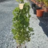 Witte Druif (Vitis Vinifera 'Suzi')